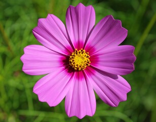 Obraz premium Vivid pink blooms with yellow center on green leaf