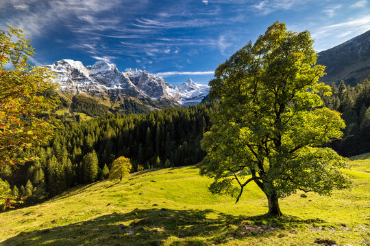 sycamore maple (Acer pseudoplatanus) in Rosenlaui in the Bernese Alps in autumn
