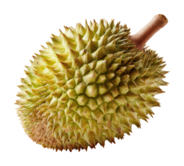Durian fruit harvesting in tropical gardens nature isolated on transparent background