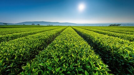 Vast green tea plantation under bright sunlight with rows stretching into the distance