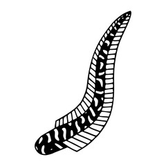 decorative leech or aquatic worm illustration