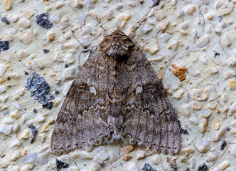 Close-up of a Catocala fraxini butterfly sitting on the wall