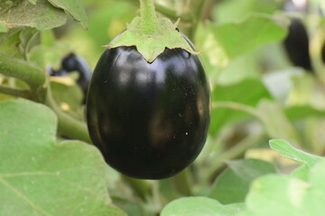Eggplant flower plant growing in Community garden. Aubergine eggplant plants in plantation. Aubergine vegetables harvest. Eggplant fruit and green leaves, a cluster of eggplants for sale in a market