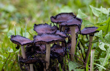 Close-up of a group of Coprinopsis atramentaria mushrooms