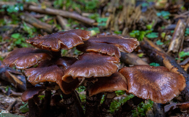 Close-up of a group of Armillaria mellea mushrooms