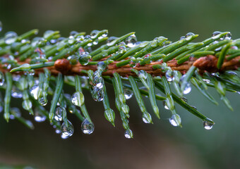 Close-up of water drops on a spruce twig