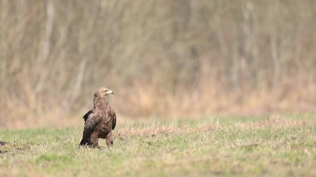Birds of prey - Lesser Spotted Eagle Aquila pomarina bird on green meadow, hunting time, spring april Poland Europe