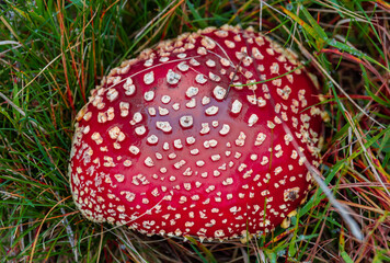 Close-up of an Amanita muscaria mushroom on grass