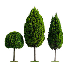Three neatly pruned evergreen trees with distinct shapes, isolated against a black background