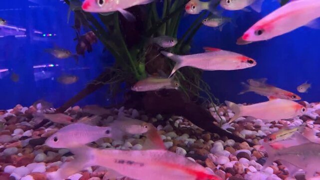 Tropical freshwater aquarium tank, natural plant glossostigma elatinoides . Fish fry longtail barb Pethia Conchonius macro view .