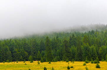 Landscape with fog over a coniferous forest. Clouds descending on a pine forest