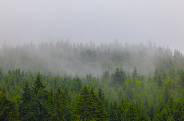 Misty Evergreen Forest Canopy Aerial View