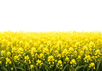Obraz premium Ultra highresolution, professional studio photography of illustration of vast field of bright yellow rapeseed flowers blooming under a clear white sky, isolated on transparent background
