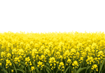 Ultra highresolution, professional studio photography of illustration of vast field of bright yellow rapeseed flowers blooming under a clear white sky, isolated on transparent background