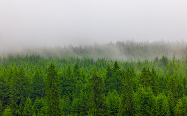 Fog over a coniferous forest. Clouds over the pine forest
