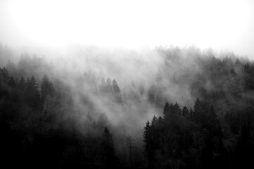 Mystical Fog Over Dark Forest in Black and White
