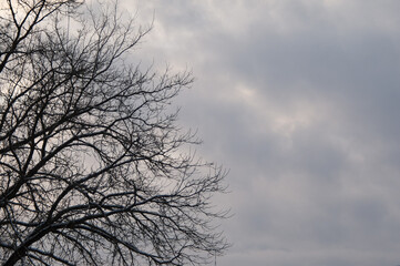 branches of a large tree without leaves on a gray background