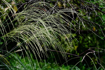 日本の秋を象徴する花
