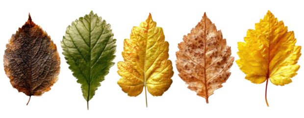 Five autumn leaves in varied colors showcasing the seasonal change on transparent background