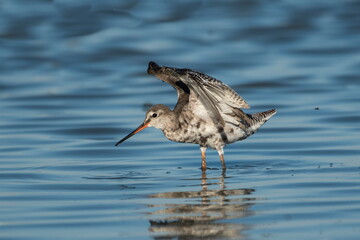 Black bream (Tringa erythropus) catches plankton on the shore of a lake video	