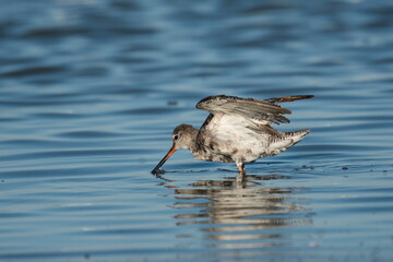 Black bream (Tringa erythropus) catches plankton on the shore of a lake video	