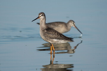Black bream (Tringa erythropus) catches plankton on the shore of a lake video	