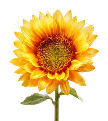 Obraz premium Sunflower blooming nature floral bright environment isolated on transparent background