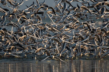 Migrating waterfowl catch fish in the lake	