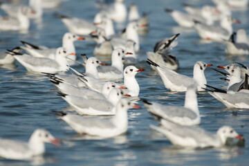 Migrating waterfowl catch fish in the lake	