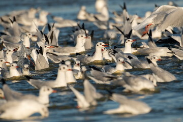 Migrating waterfowl catch fish in the lake	