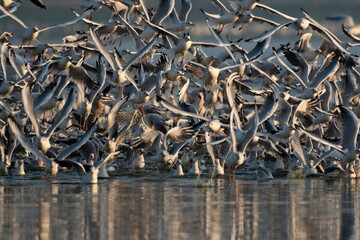 Migrating waterfowl catch fish in the lake	