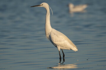 Little white heron in its natural environment	
