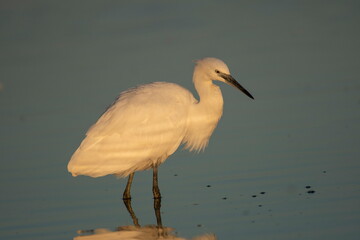 Little white heron in its natural environment	

