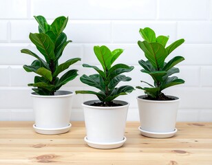Obraz premium Three fig plants in white pots sit on a wooden surface against a white tiled wall, well-lit, close-up
