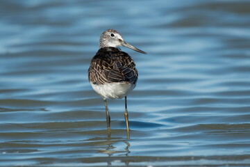 Wood Sandpiper ( Tringa glareola) hunts plankton in the water	