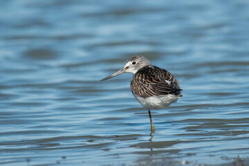 Wood Sandpiper ( Tringa glareola) hunts plankton in the water	