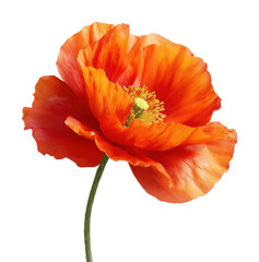 Vibrant orange poppy flower nature floral beauty isolated on transparent background