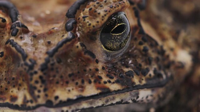 European toad (Bufo bufo). Focus on the eyes