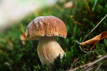 Close-up of a young boletus edulis growing out of the forest floor