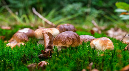 Close-up of a young boletus edulis growing out of the forest floor