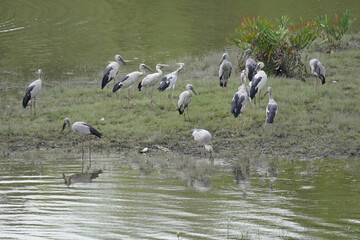A herd of  Ibis (Eudocimus albus) walking through marshy grassland near the sea.