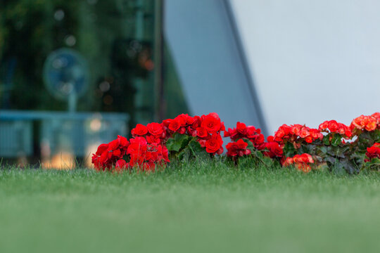 Vibrant double red begonia blooming on lush green grass, creating a colorful contrast against a blurred background. Flowers in an urban environment. Landscape design.