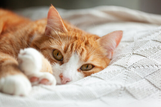 Orange tabby cat lounging on a soft knitted blanket, displaying its striking green eyes and relaxed demeanor, embodying a cozy and serene atmosphere in a home setting