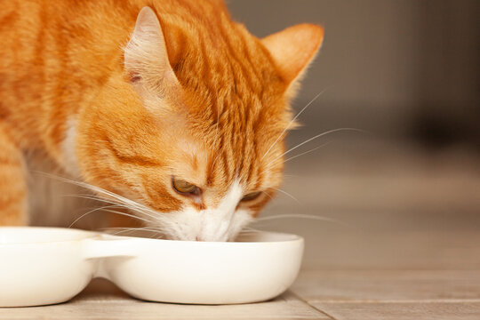 Orange tabby cat is eating from a white food bowl on a tiled floor, showcasing its playful nature and the cozy indoor environment of a home setting. A hungry animal