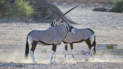 oryx with long horns