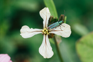 Green beetle on white wildflower macro