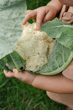 child harvests cauliflower from the vegetable garden
