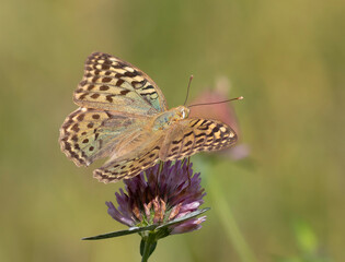 Cardinal, Argynnis pandora. A butterfly sits on a flower and drinks nectar with its proboscis
