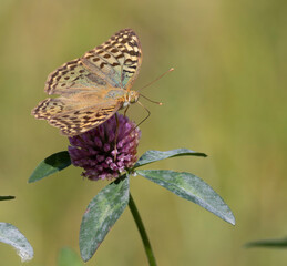 Cardinal, Argynnis pandora. A butterfly sits on a flower and drinks nectar with its proboscis