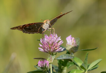 Cardinal, Argynnis pandora. A butterfly sits on a flower and drinks nectar with its proboscis